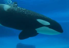 Muere Kiska, la orca «más triste y solitaria del mundo» tras pasar más de 11 años aislada en un acuario