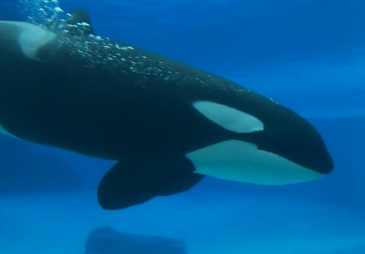 Muere Kiska, la orca «más triste y solitaria del mundo» tras pasar más de 11 años aislada en un acuario