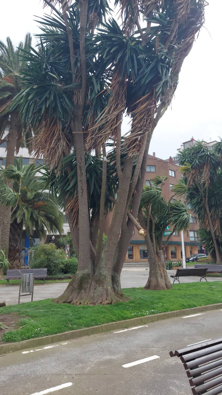 El viento deja un reguero de daños en Gijón