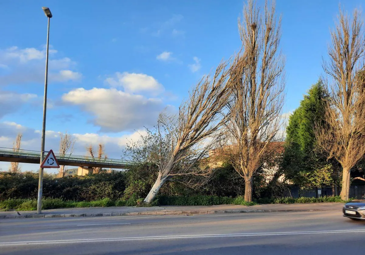 El temporal deja dos árboles caídos en Avilés | El Comercio: Diario de  Asturias