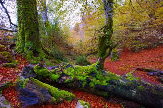 Se trata de un prodigioso ecosistema que cubre 20.000 hectáreas de los valles y montes del norte de Navarra hasta llegar a Cize y Soule, en el sur de Francia. Hayas y abetos en su mayor parte, ofrecen todas las gamas de verdes y marrones, 