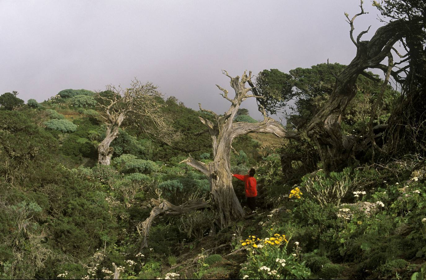 En el término de La Dehesa espera este conjunto de árboles que, por su forma, bien podrían ser el escenario de una paranoia surrealista. Su secreto está en la belleza natural de las sabinas, un árbol que solo se puede encontrar en España, Marruecos, y Francia, y en la acción de los vientos alíseos, que han retorcido sus ramas y tallos hasta crear estas curiosas formas que sobreviven a la intemperie como con sumo estoicismo.