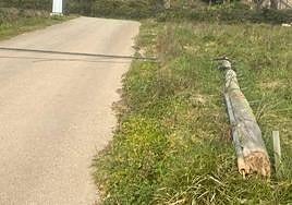 Tronco tirado en mitad de un prau.