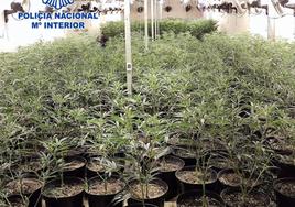 La organización disponía en la ciudad de dos naves donde cultivaban marihuana.