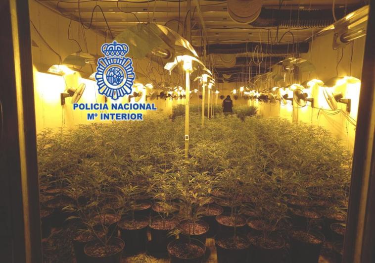 Un policía en uno de los espacios de crecimiento de marihuana.