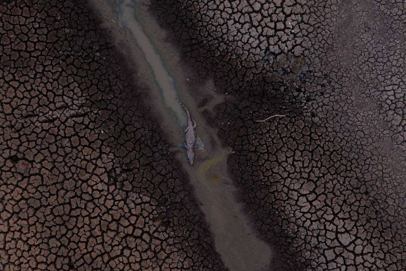 Un caimán muerto en el humedal de Pantanal en la carretera del parque Transpantaneira en el estado de Mato Grosso, Brasil, el 12 de septiembre de 2020.