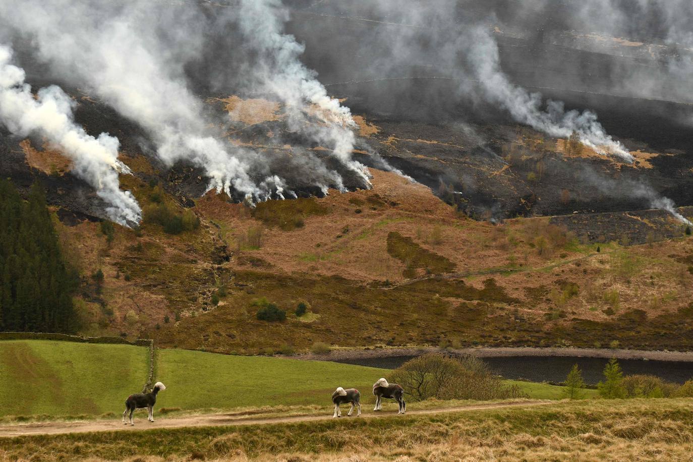 Las ovejas pastan en una ladera. Al fondo se ve humo tras avivarse el incendio del páramo en Marsden Moor, cerca de Huddersfield, en el norte de Inglaterra, el 27 de abril de 2021.