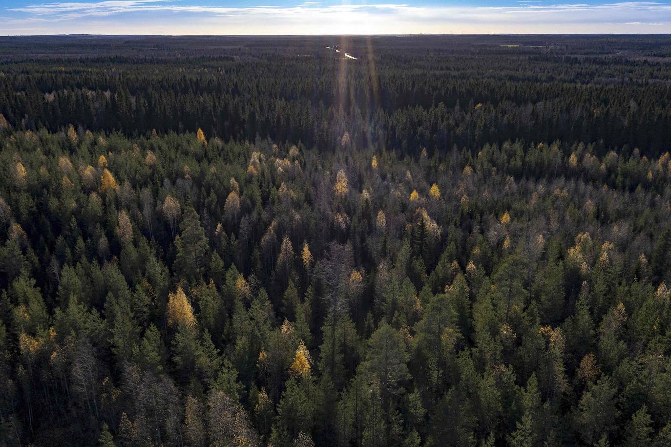 Esta vista aérea muestra el Bosque Boreal, sobre el Círculo Polar Ártico en la Laponia finlandesa el 6 de octubre de 2022. Durante los últimos 20 años los bosques árticos escandinavos han sido el objetivo de una cantidad cada vez mayor de chinches debido a los veranos más largos.