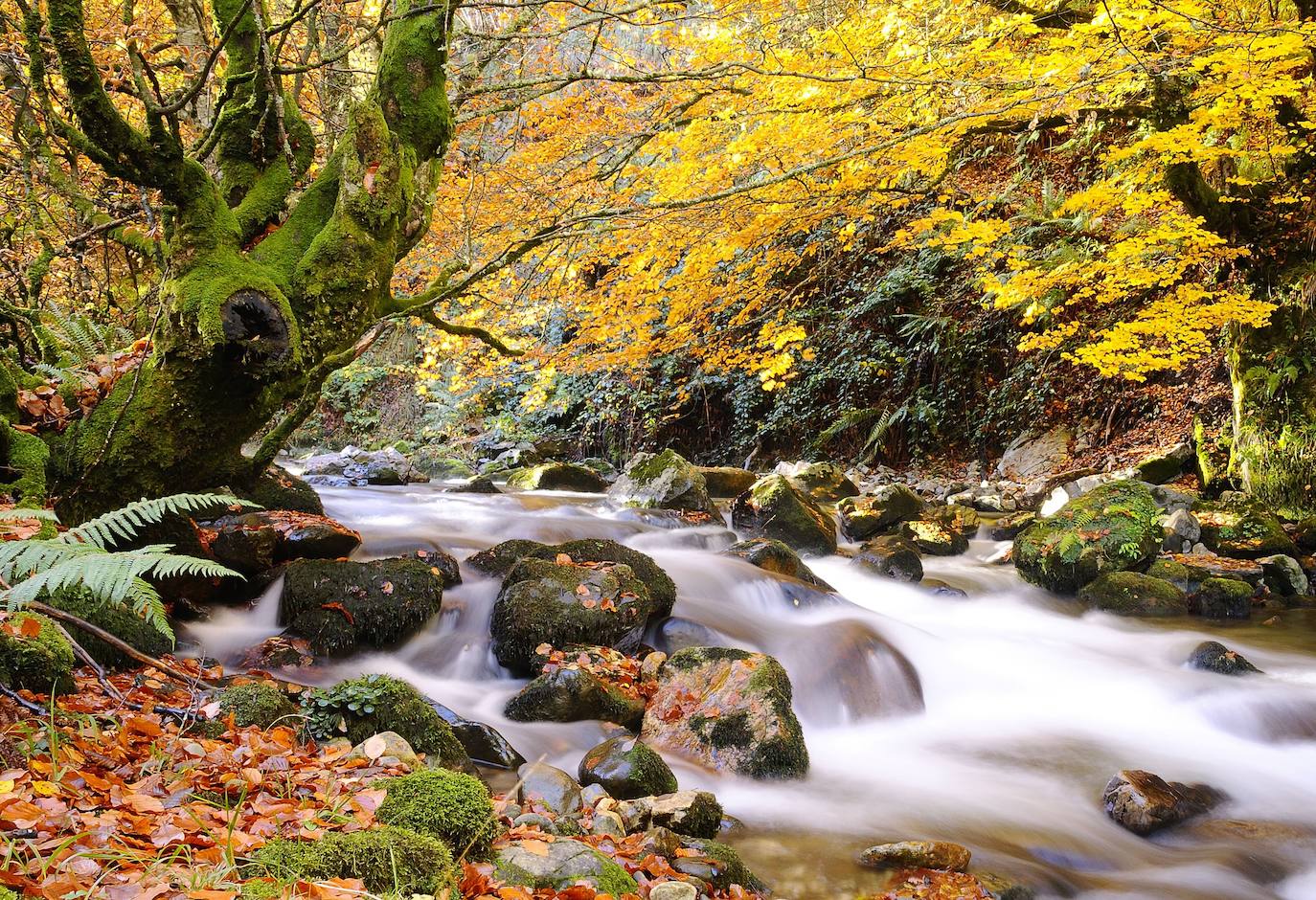 Un paseo por los bosques asturianos