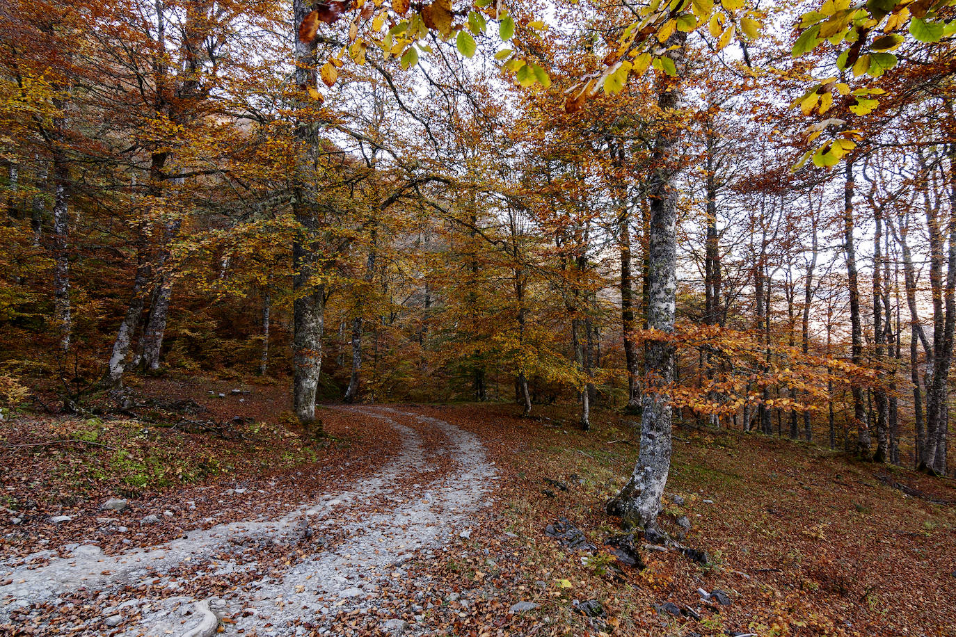 Un paseo por los bosques asturianos