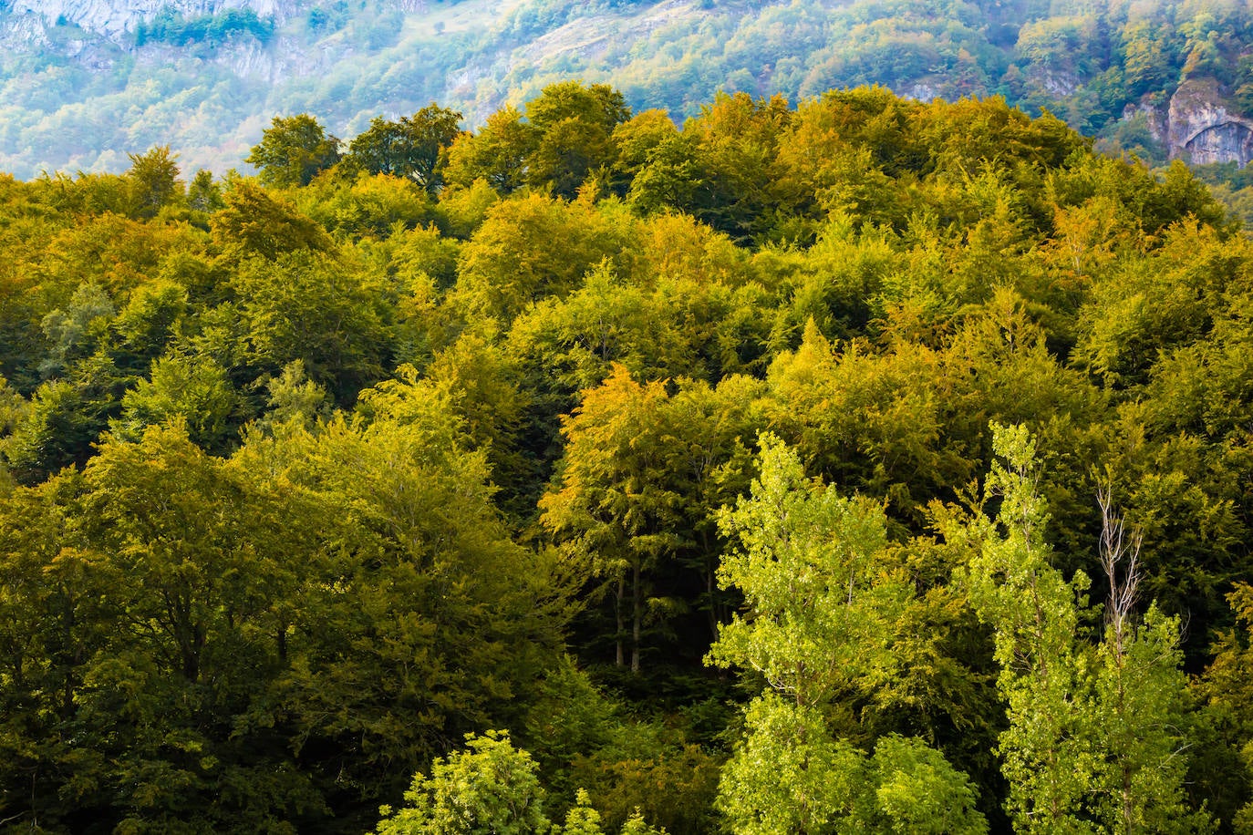 Un paseo por los bosques asturianos