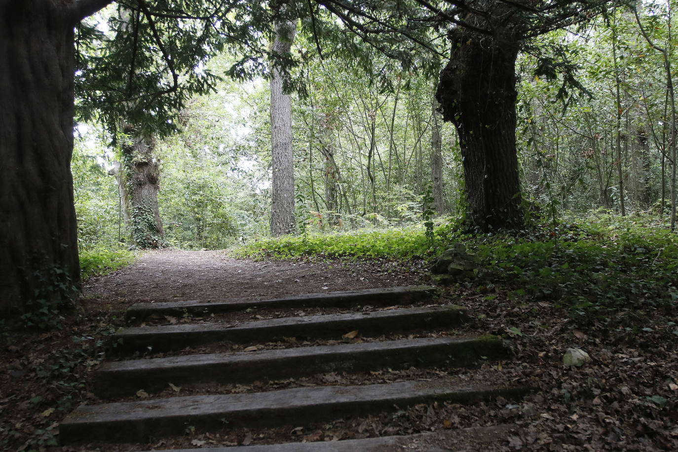 Un paseo por los bosques asturianos