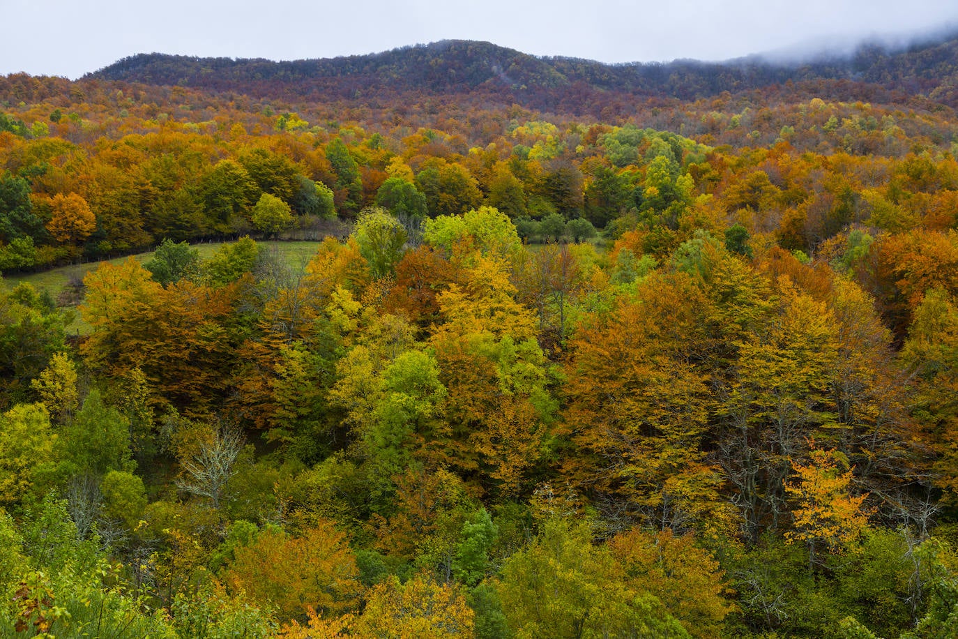 Un paseo por los bosques asturianos