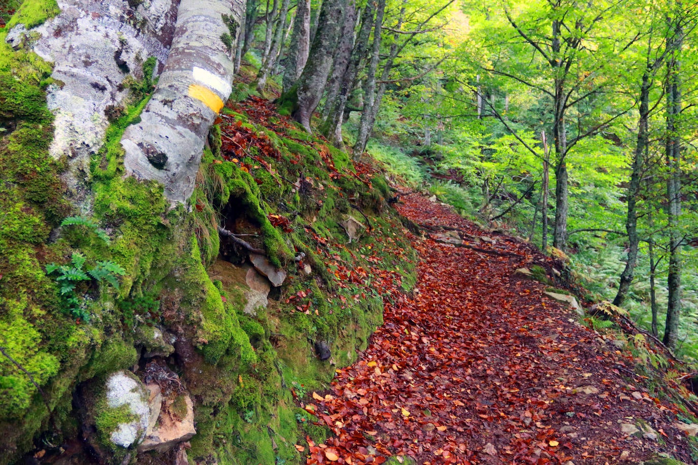 Un paseo por los bosques asturianos