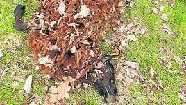 Una de las ovejas atacadas por el lobo en la finca de La Barriosa.