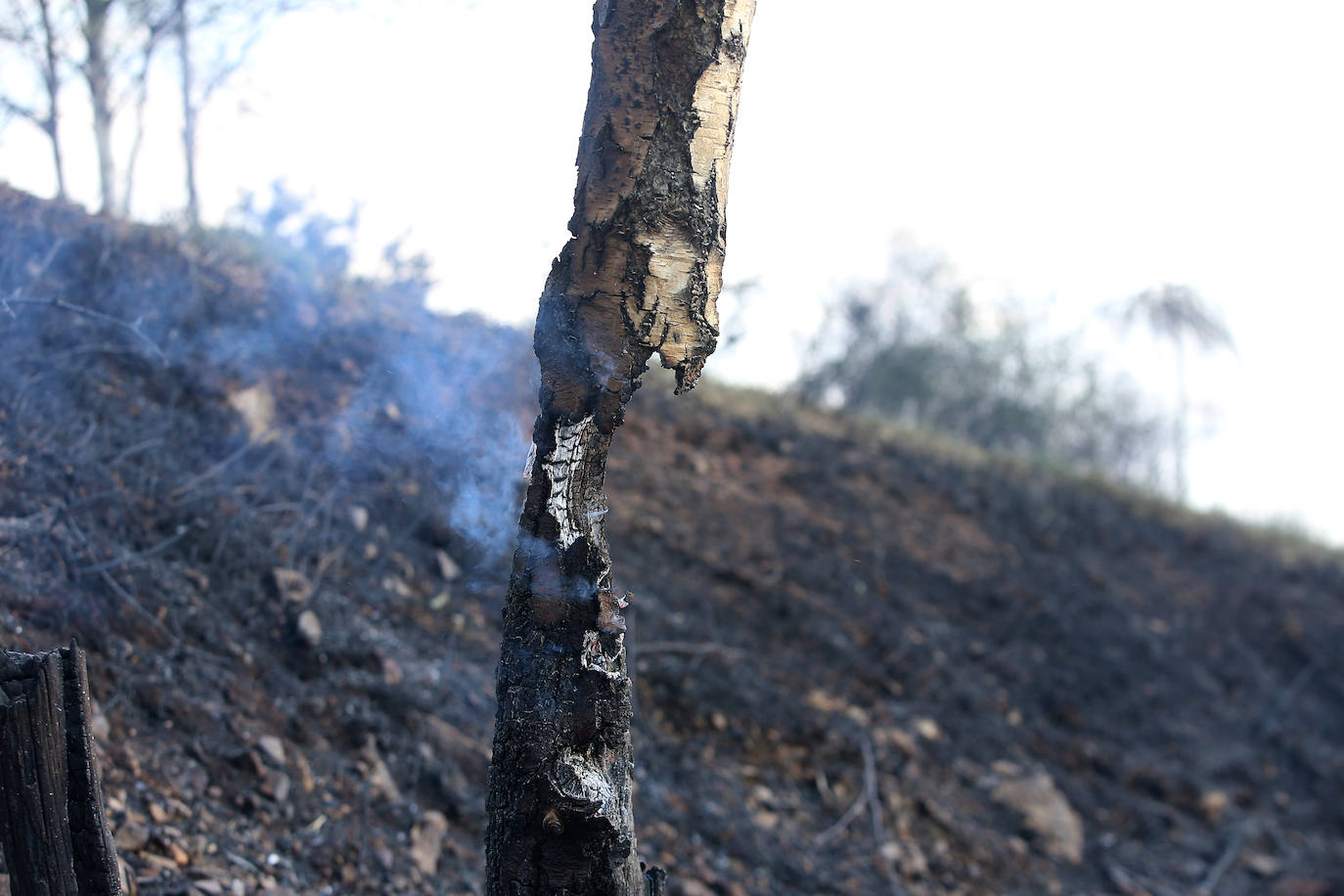 El fuego devasta Asturias