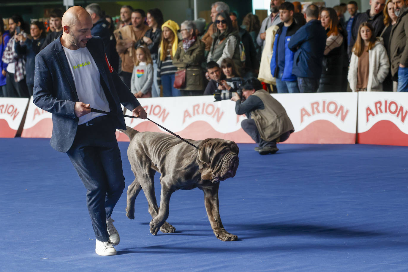 Principets convoca a 1.400 animales en Avilés