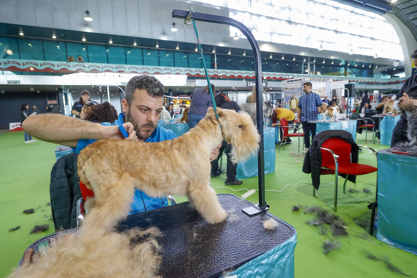 Principets convoca a 1.400 animales en Avilés