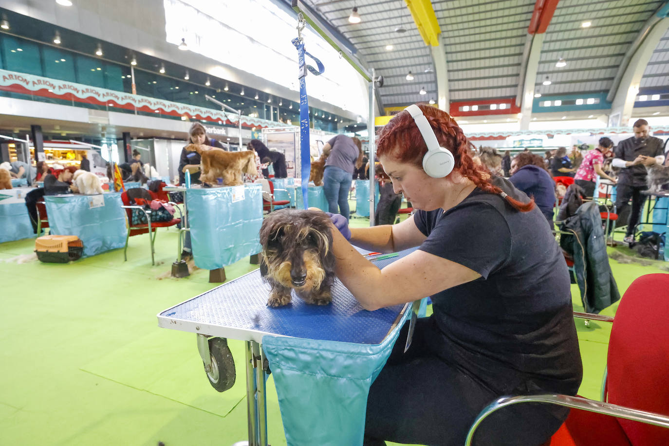 Principets convoca a 1.400 animales en Avilés