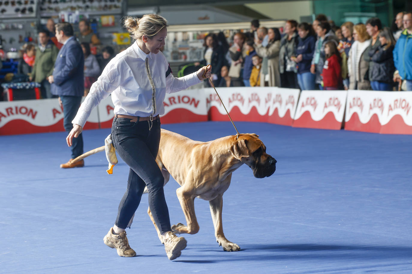 Principets convoca a 1.400 animales en Avilés