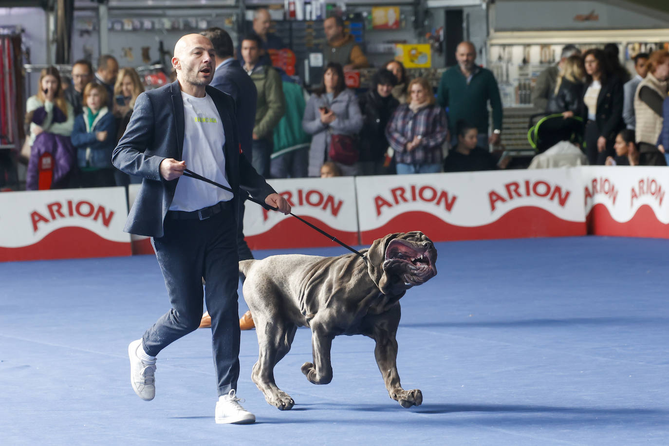 Principets convoca a 1.400 animales en Avilés