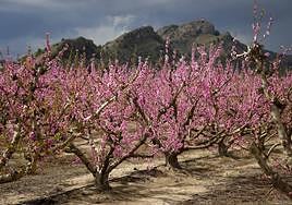 Las abejas, aliadas inseparables de la floración en Cieza, Murcia.