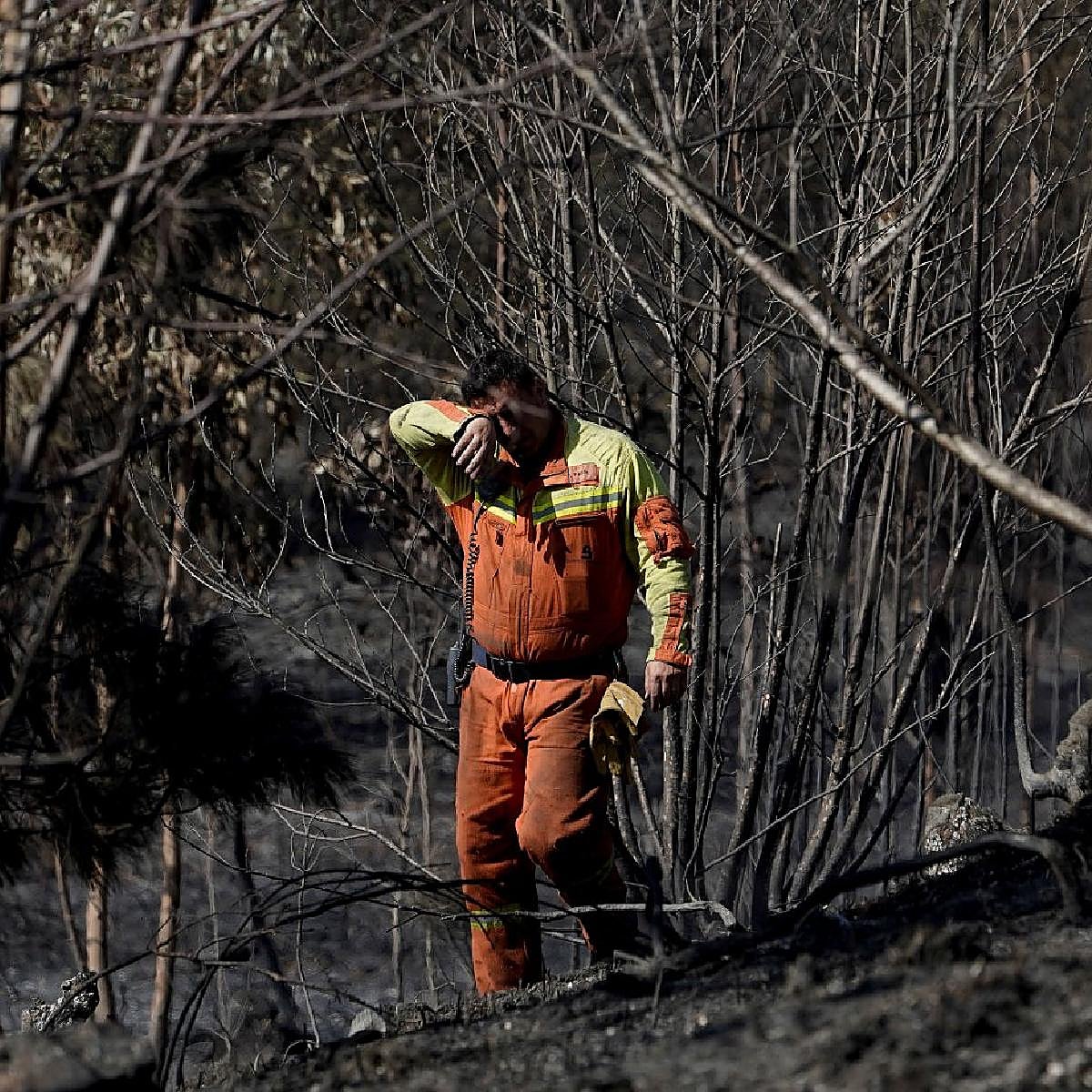 La reforestación de montes y el apoyo a los ayuntamientos, prioridad de las ayudas tras los incendios