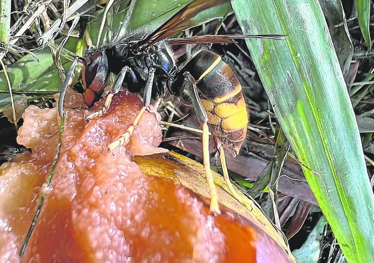 Claves del éxito de una 'invasora'