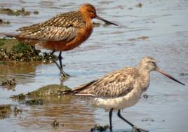 u Aguja Colipinta.Una pareja de esta especie vista en el estuario de la ría recientemente.