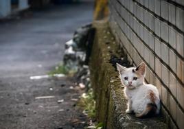 El polémico concurso que premia a menores por matar gatos salvajes en Nueva Zelanda