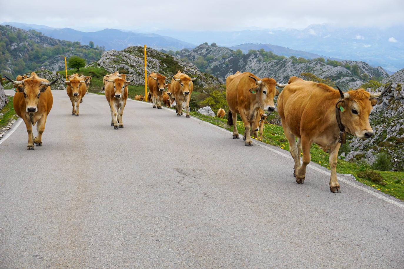 El ganado abre la temporada de pastos en Covadonga