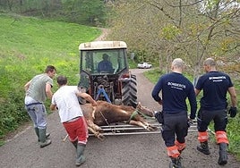 Los efectivos desplazados lograron arrastrar al animal de 50 metros con la ayuda de unas lonas hasta el camino más cercano.