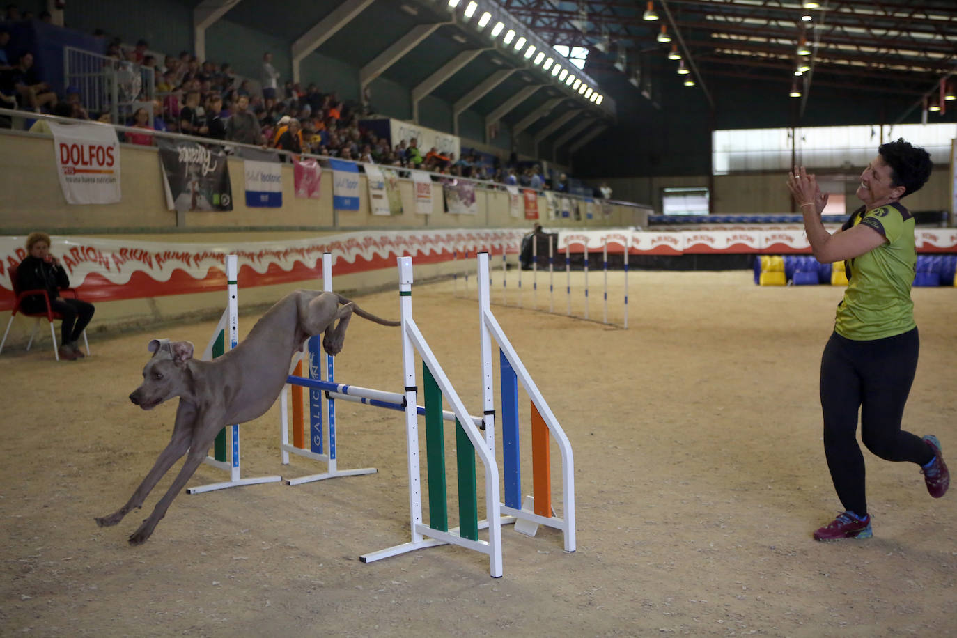 Saltos caninos en el centro ecuestre El Asturcón
