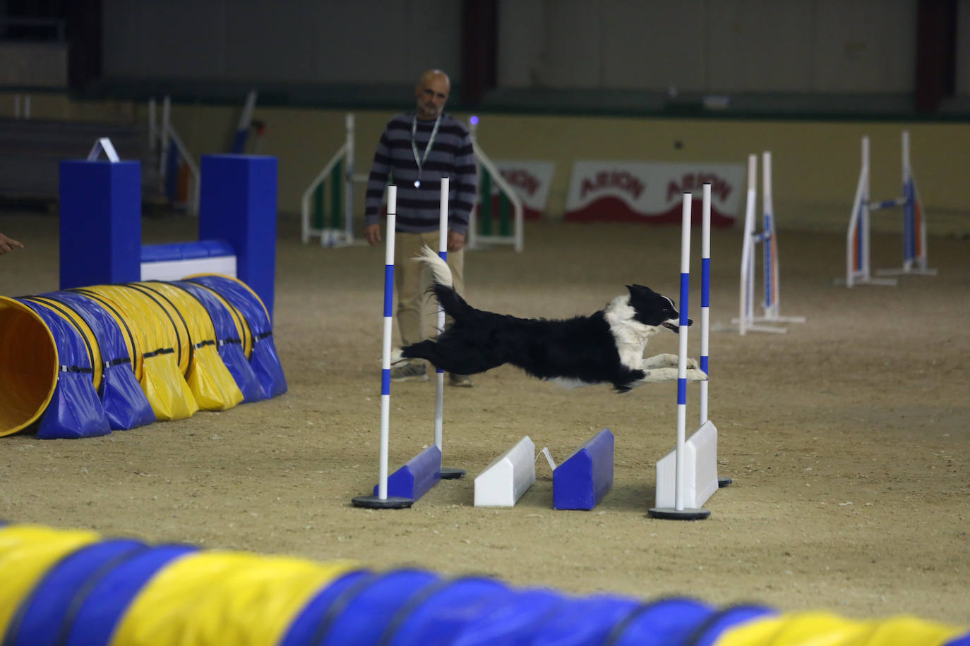 Saltos caninos en el centro ecuestre El Asturcón