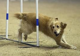Saltos caninos en el centro ecuestre El Asturcón