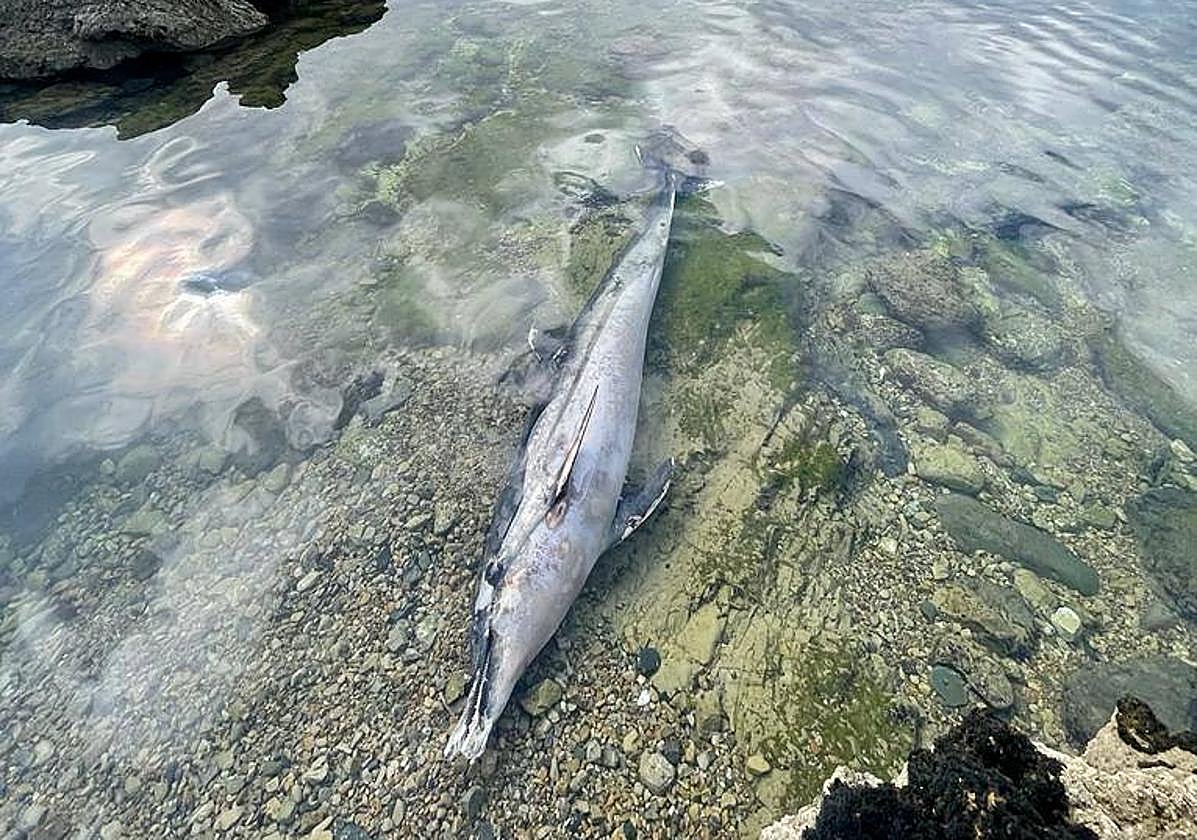 El delfín hallado en el pedrero de la playa de San Lorenzo.