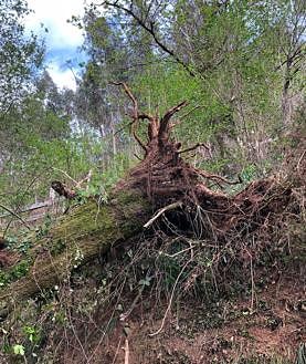 Imagen secundaria 2 - Un taxista de Grado sobrevive «de milagro» tras caerle un árbol encima y aplastar su coche
