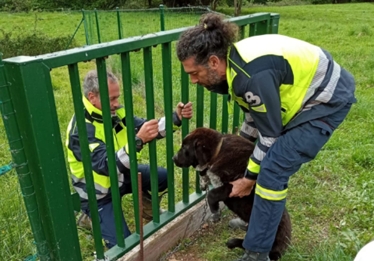 Los bomberos rescatan a 'Suerte'.