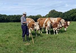 José Rubio, con sus vacas Fleckvieh.