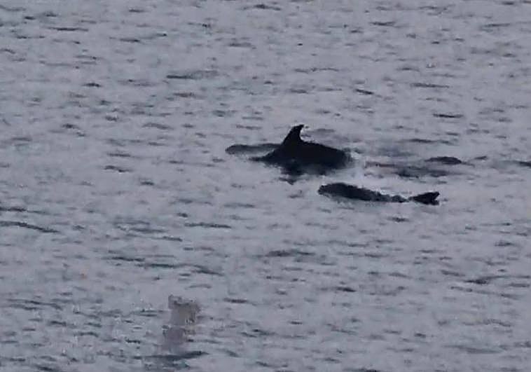 Delfines frente al Cerro, en Gijón.