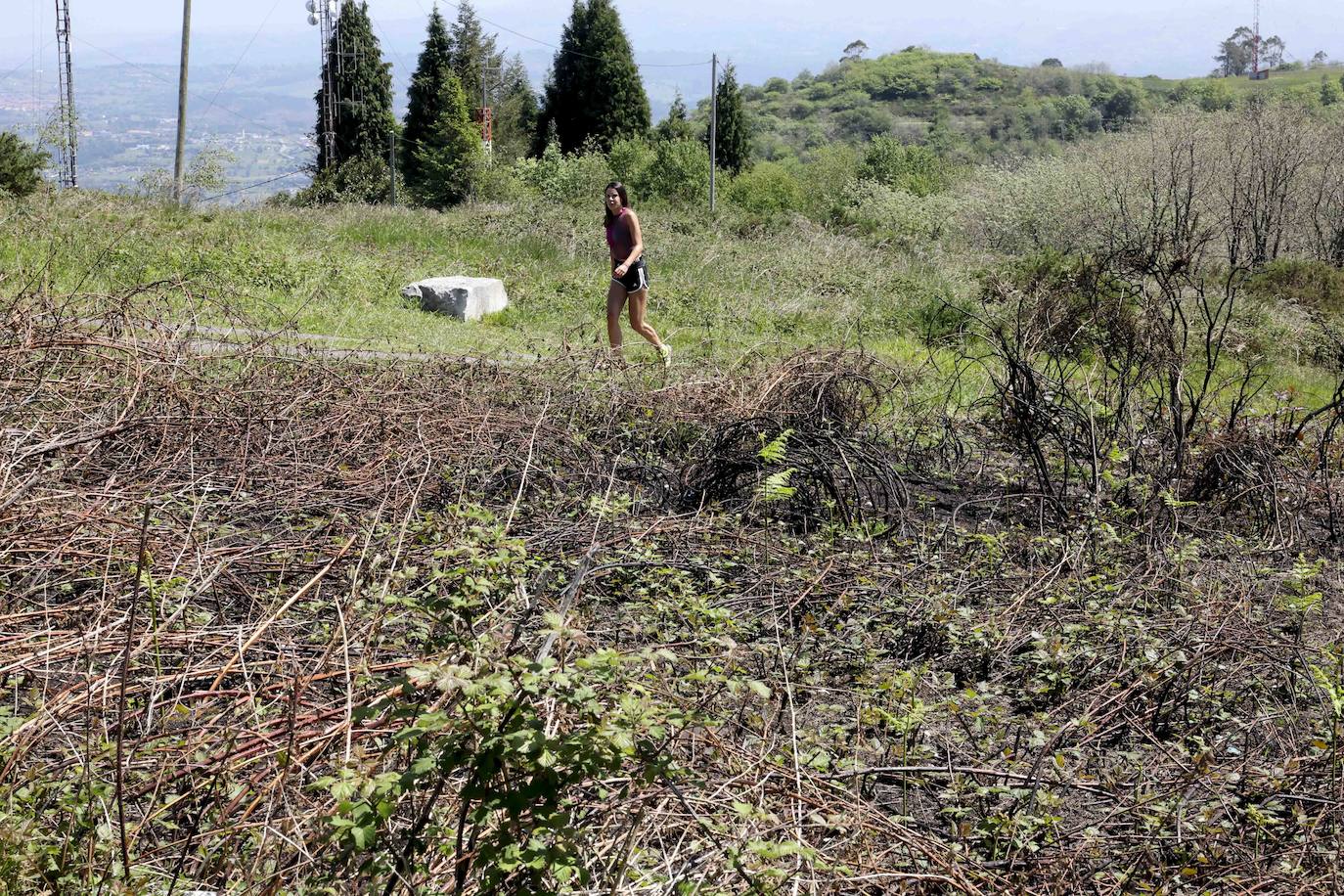 La naturaleza se abre paso entre las cenizas en el Naranco