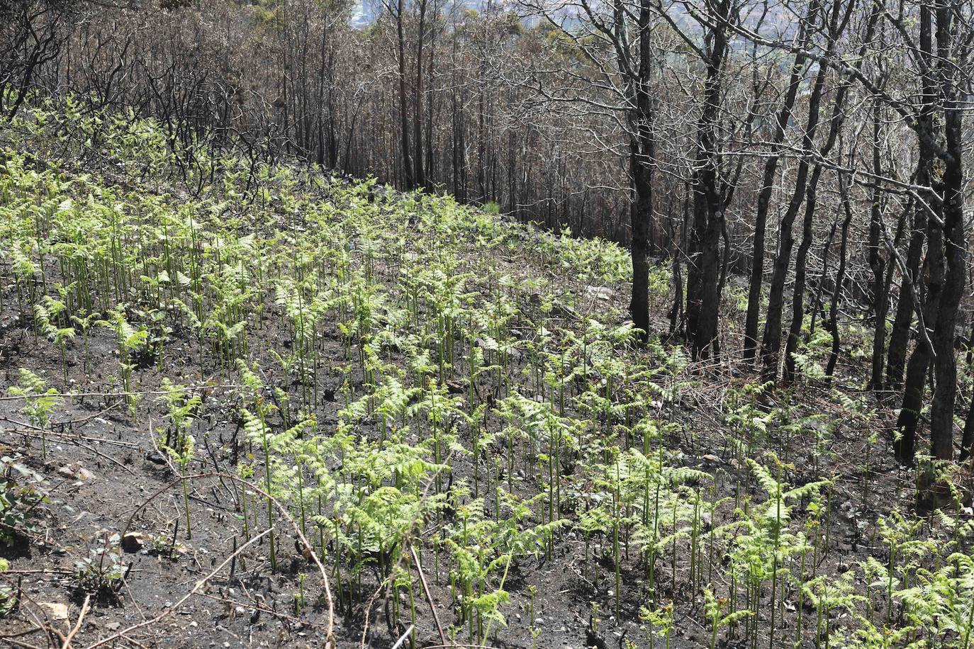 La naturaleza se abre paso entre las cenizas en el Naranco