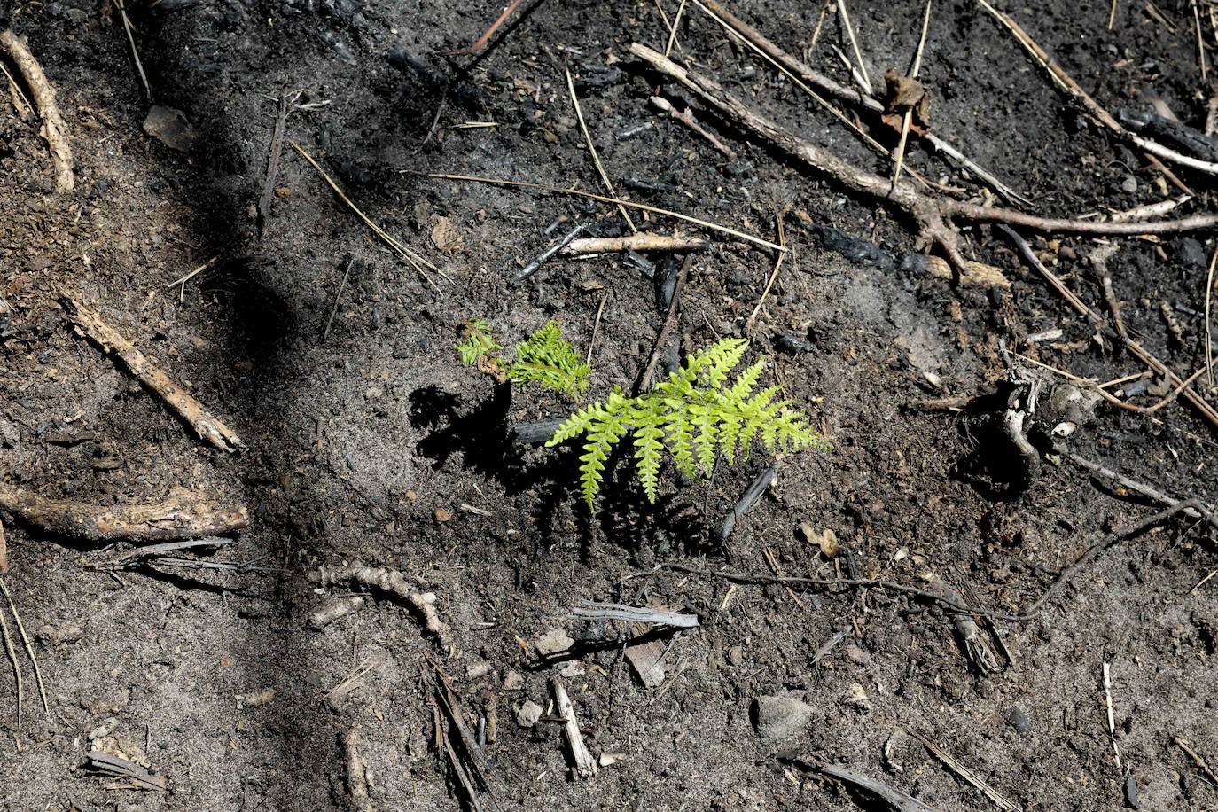 La naturaleza se abre paso entre las cenizas en el Naranco