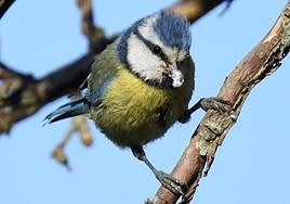 Proteger el manzano a golpe de pájaro