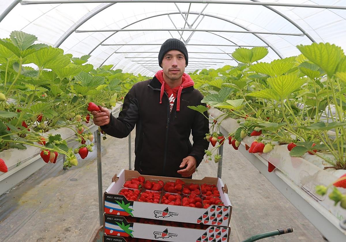 Pionero. Jairo Álvarez, en uno de sus invernaderos de Les Vegues de Cardeo, donde cultiva fresas en hidropónico.