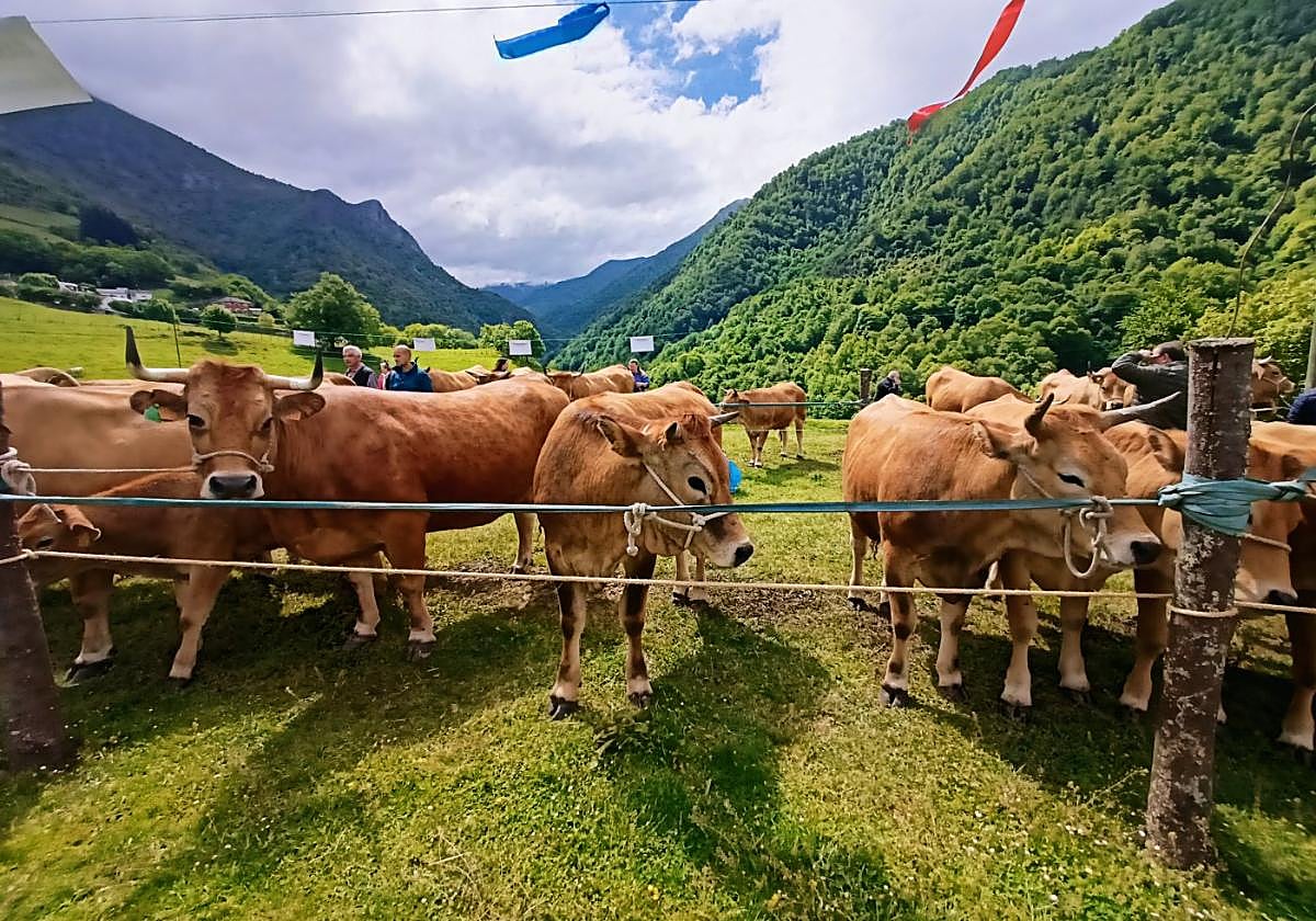 Vacas de la raza Asturiana de los Valles en la feria ganadera de Gedrez, en Cangas del Narcea.