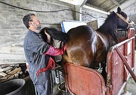 El veterinario Luis Barriada examina a la yegua 'Katie' para comprobar si es apta para la inseminación, en Grado
