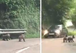 «Estas son las semanas en las que más fácil es ver a los osos en Asturias»