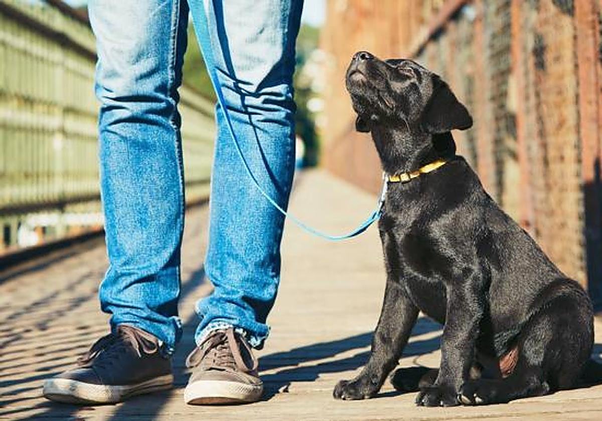 Alarma entre los vecinos de Somió por el envenenamiento de perros dentro de fincas