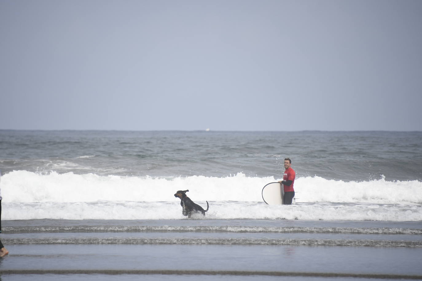 Así ha sido el campeonato europeo de surf para perros en Salinas